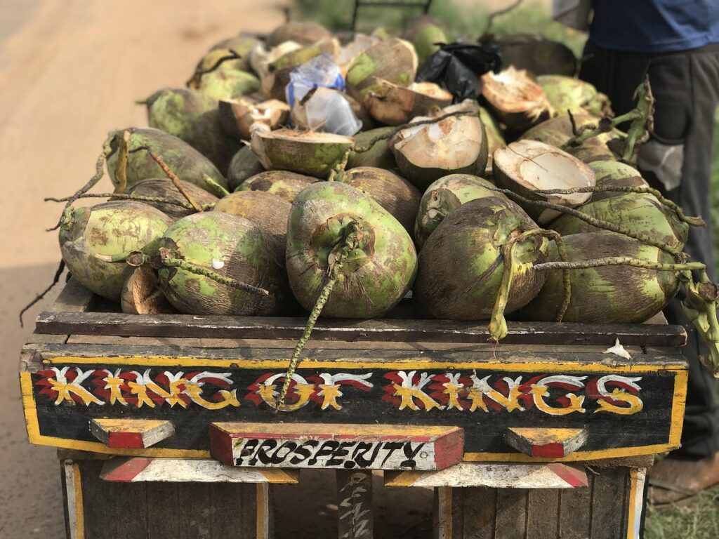 coconuts, ghana, st, africa, nature, ghana, ghana, ghana, ghana, ghana