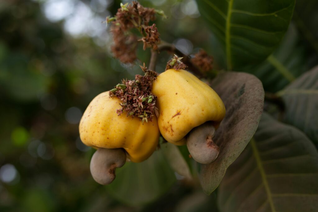 Detailed view of ripe cashew fruits growing on a tree branch in Sampa, Ghana.